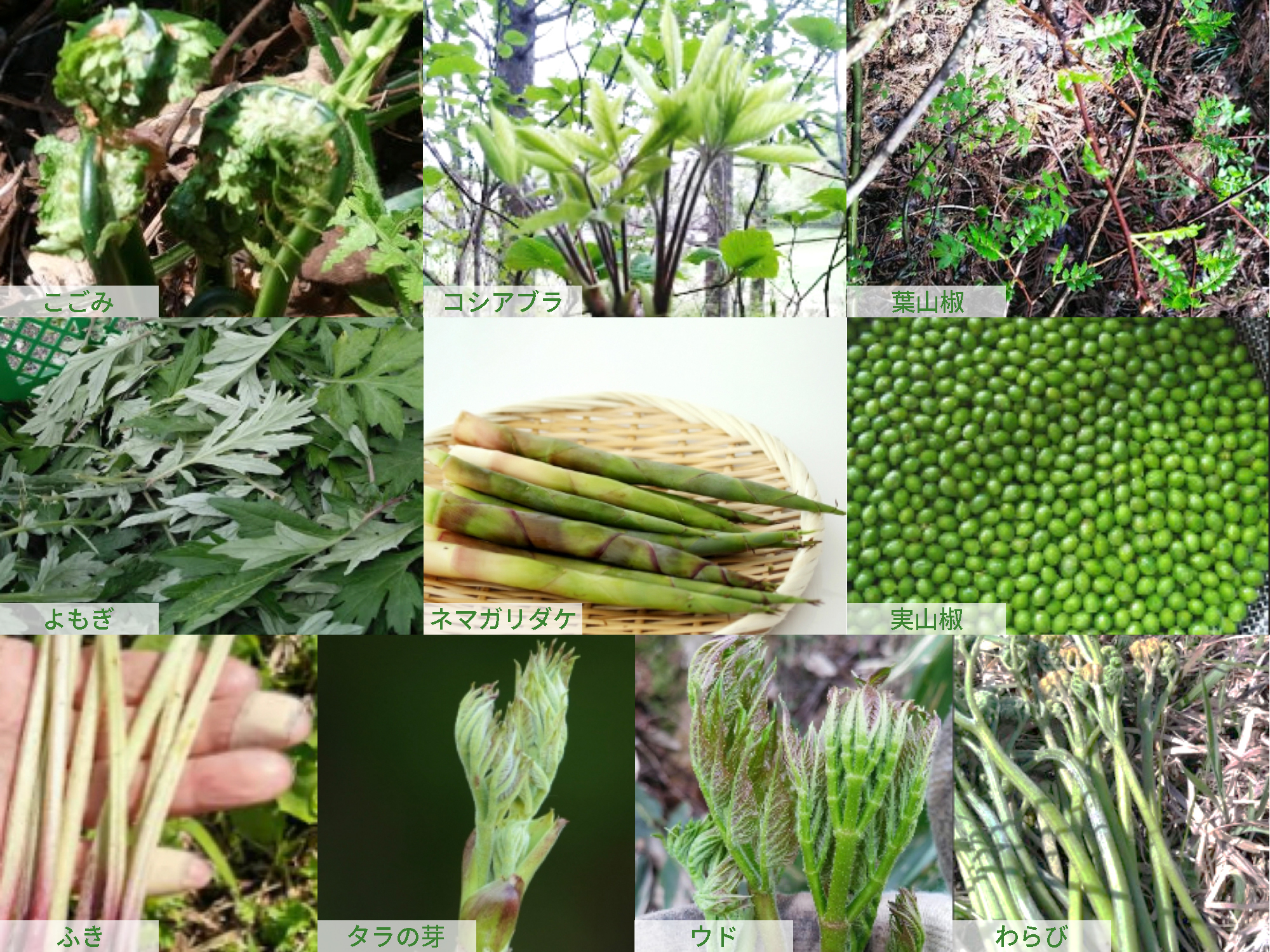 山菜採り／Picking Wild Vegetables